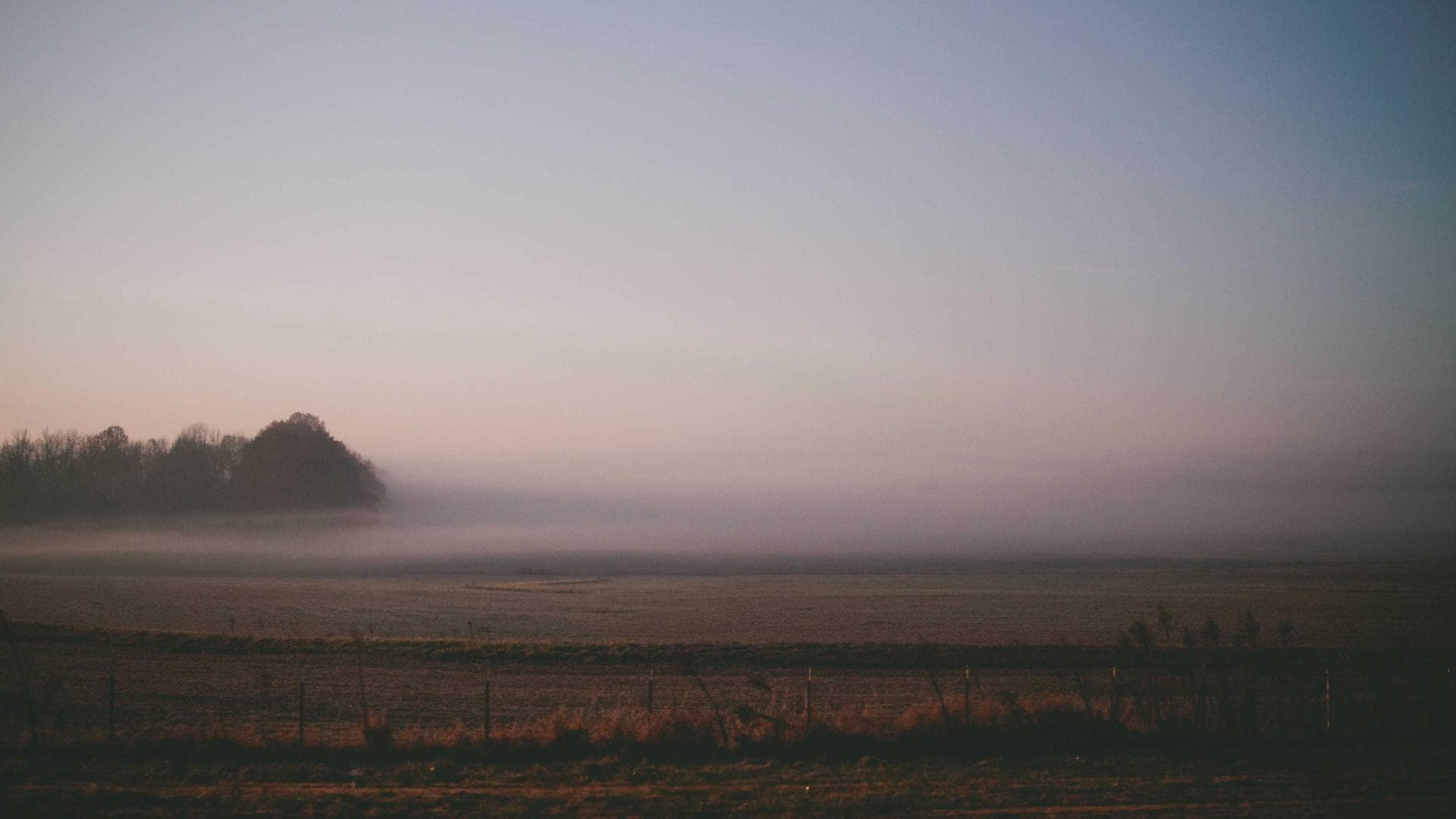 Forest with Digital Overlay