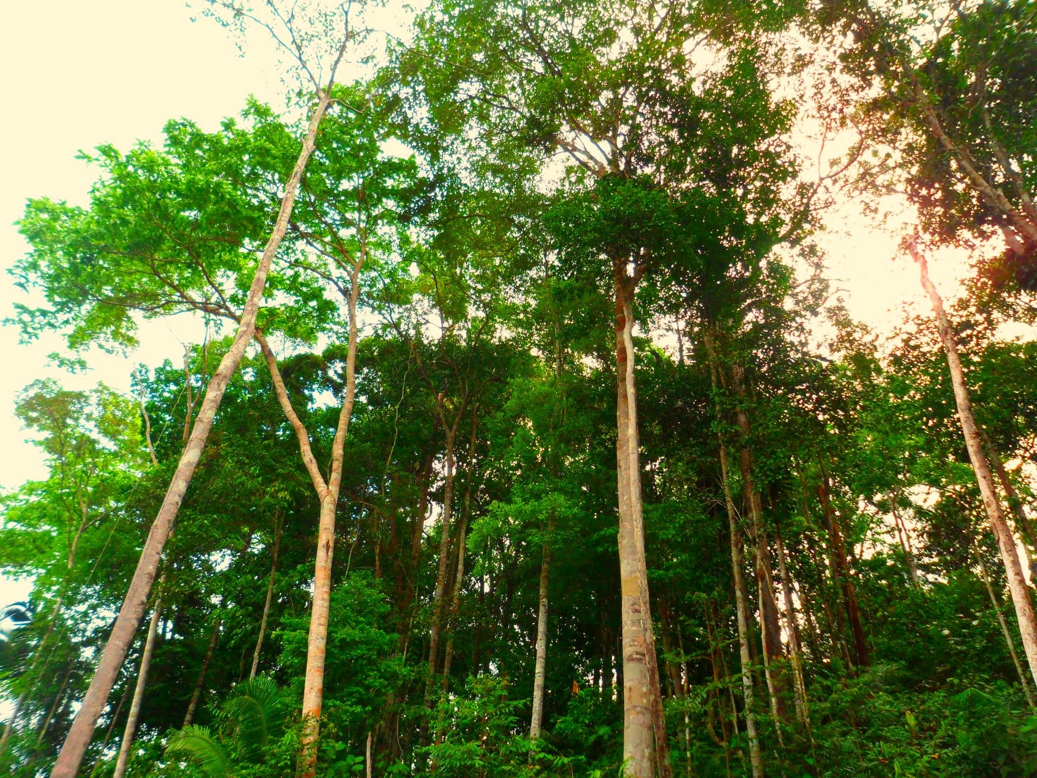 Capital Natural e Inteligência Financeira — Vista aérea da Amazônia